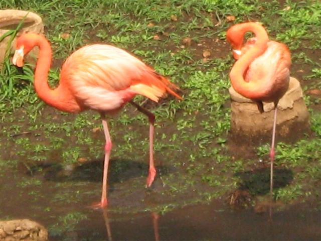 flamingo_%28Small%29.jpg